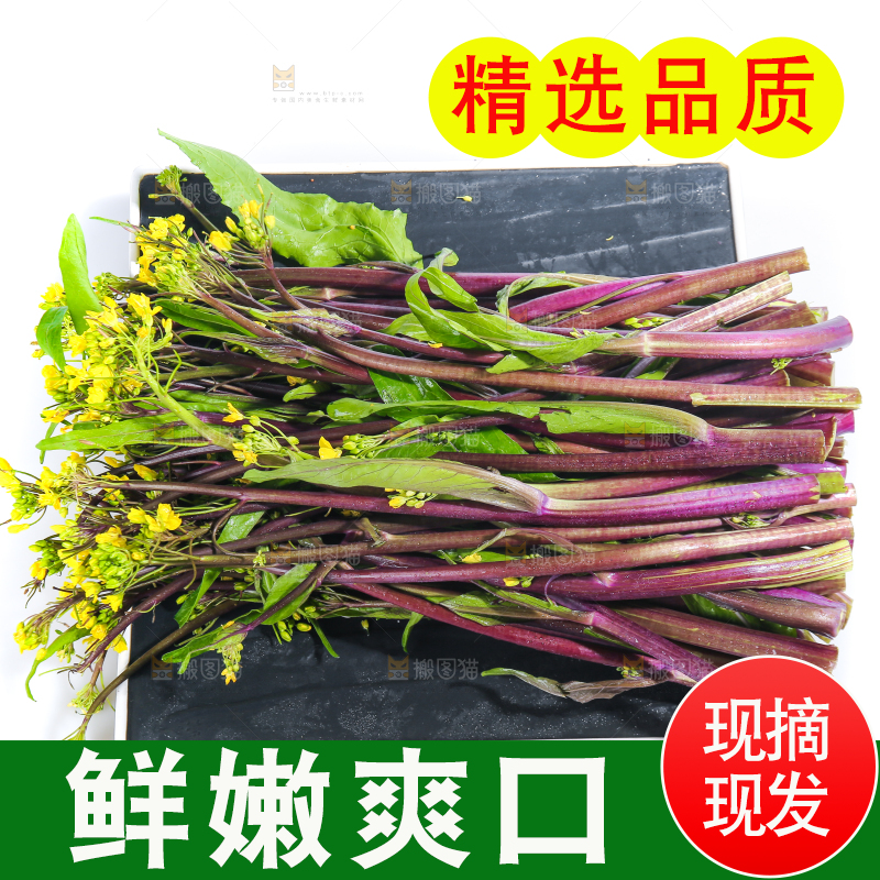 白底上的红菜苔