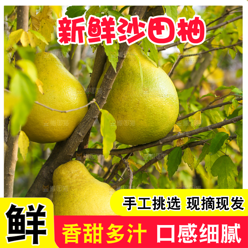 手里拿着沙田柚