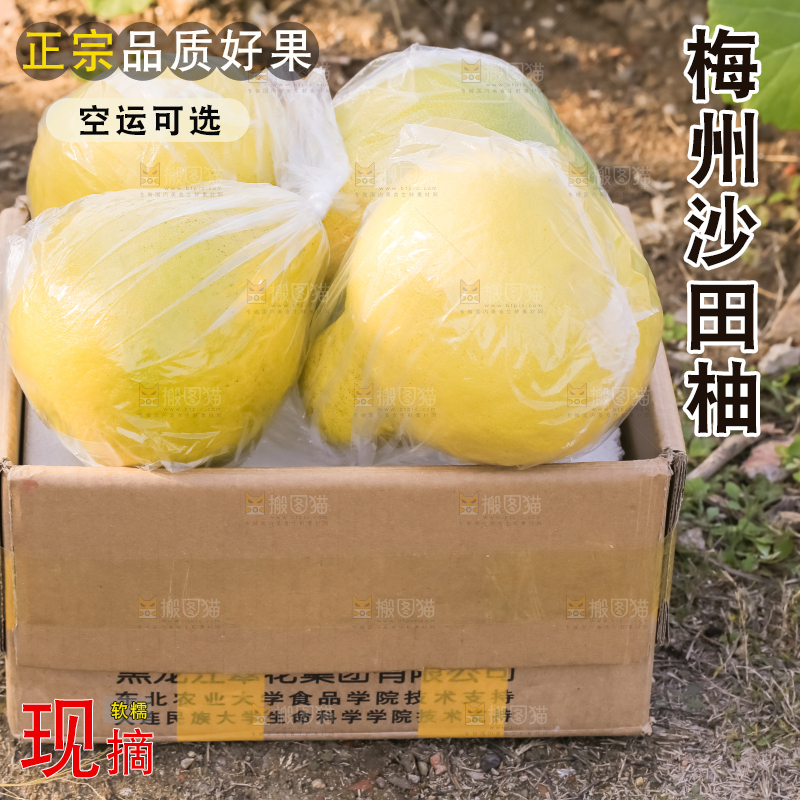 手里拿着沙田柚