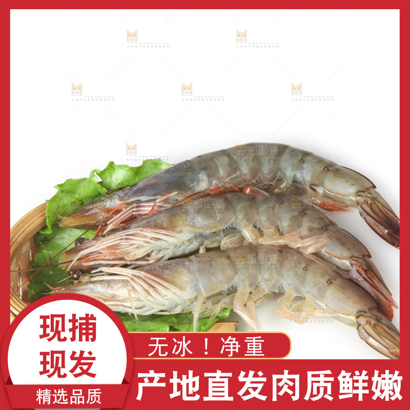 白底上的大虾
