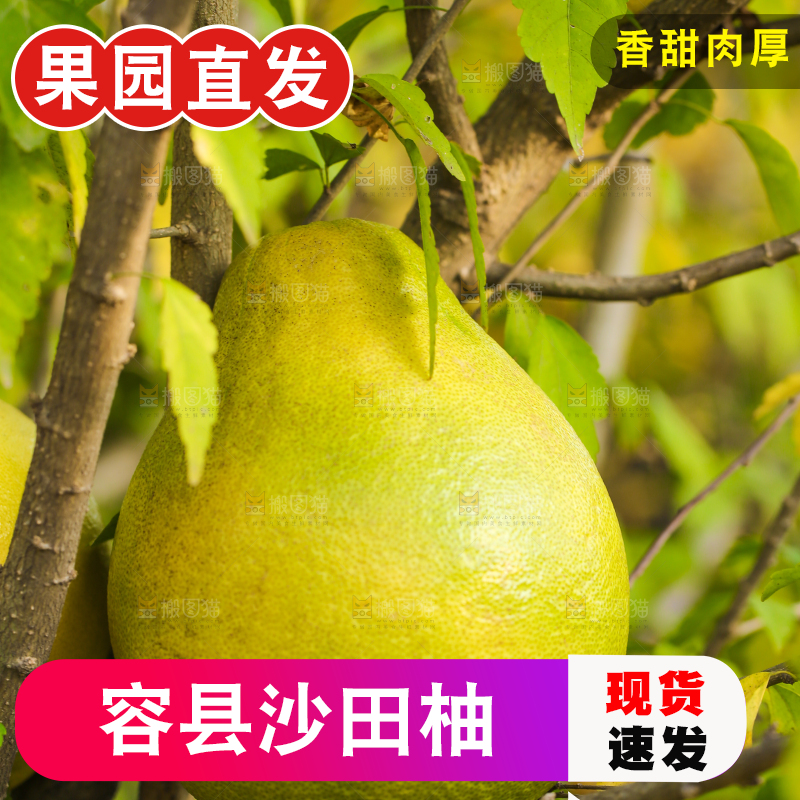 手里拿着沙田柚