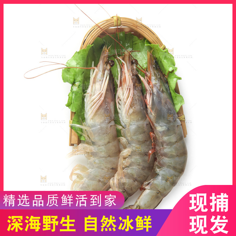 白底上的大虾