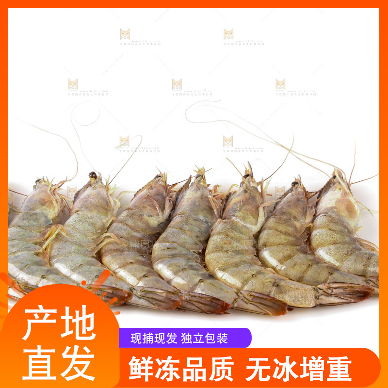 白底上的大虾