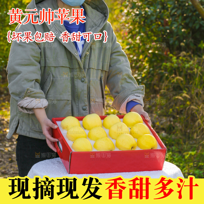 手里拿着黄元帅苹果