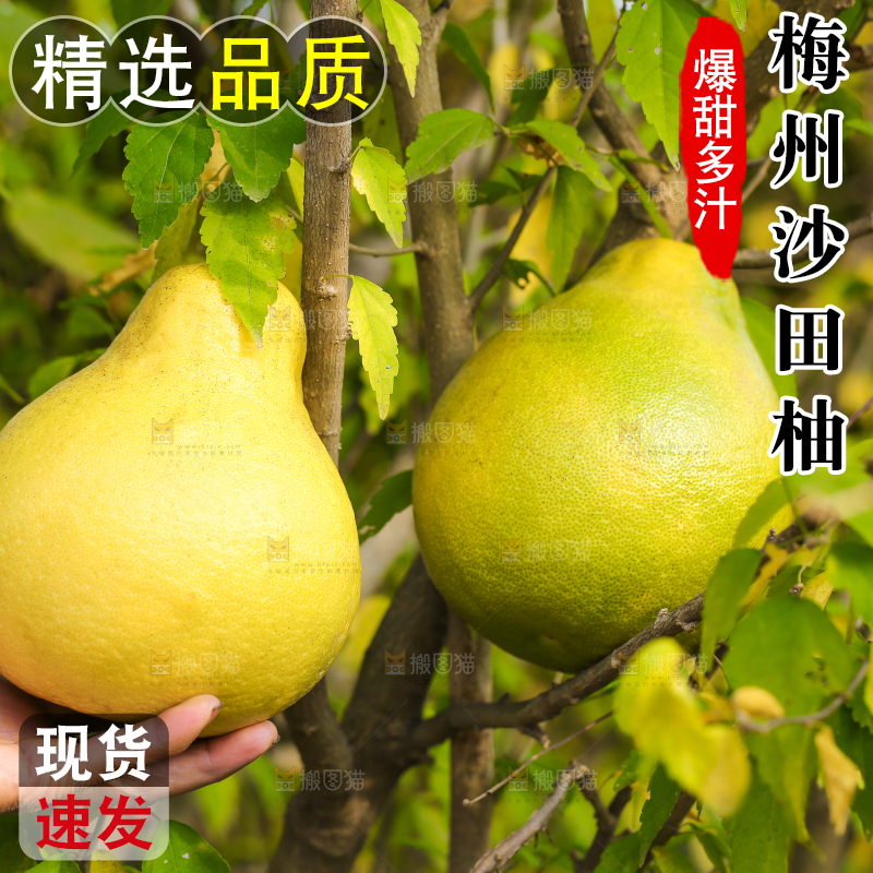 手里拿着沙田柚