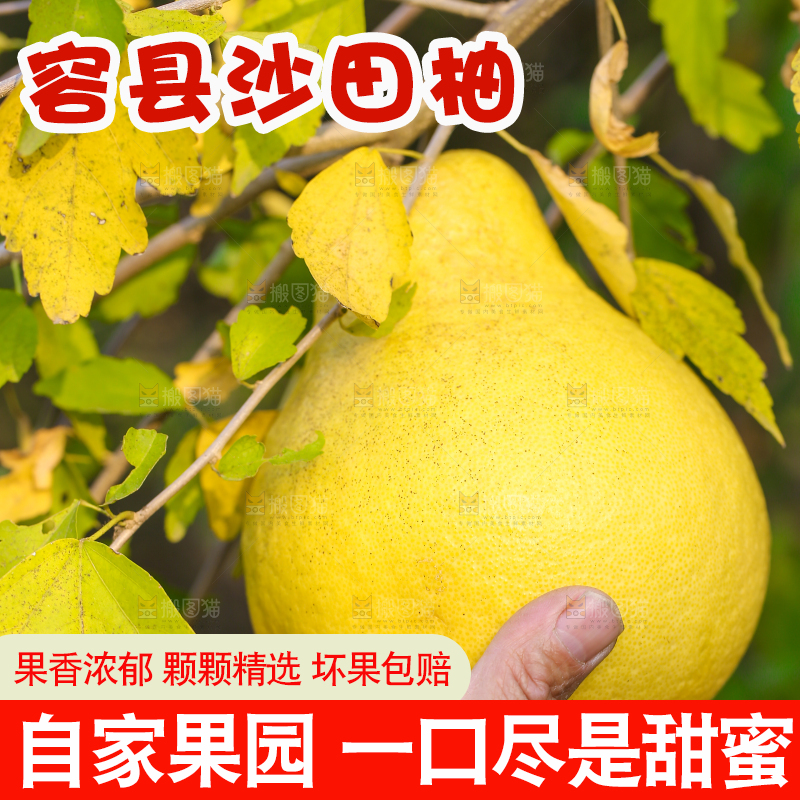 手里拿着沙田柚