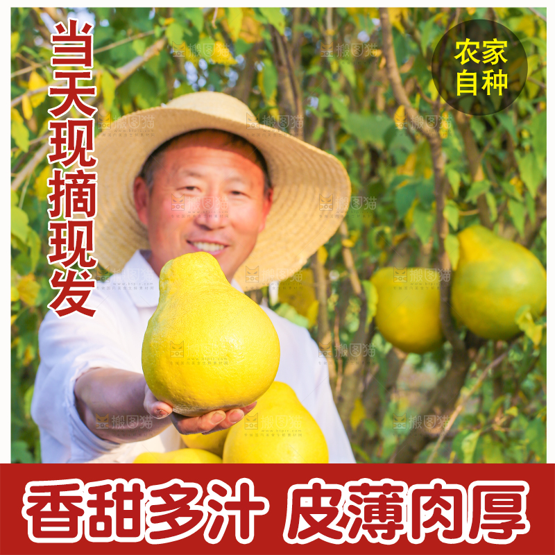 手里拿着沙田柚