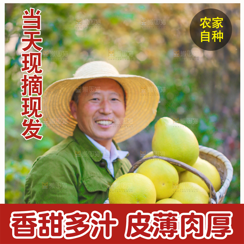 手里拿着沙田柚
