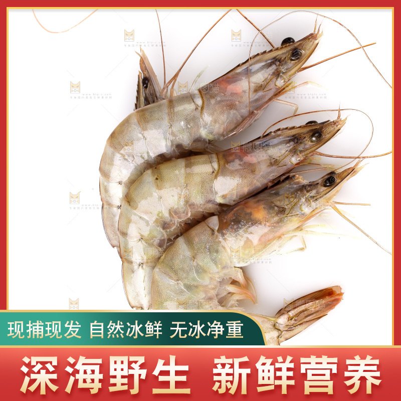白底上的大虾