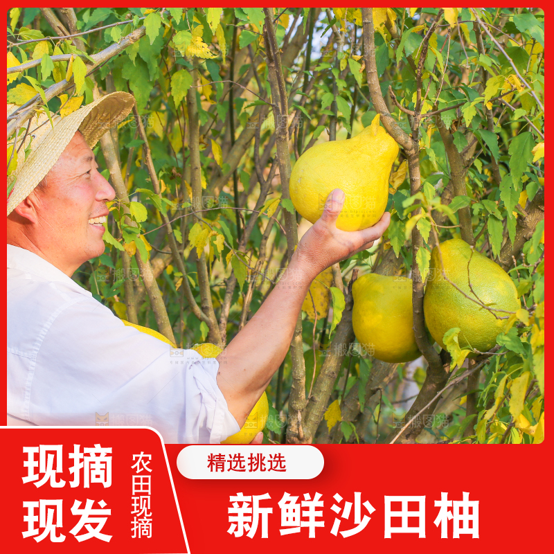 手里拿着沙田柚