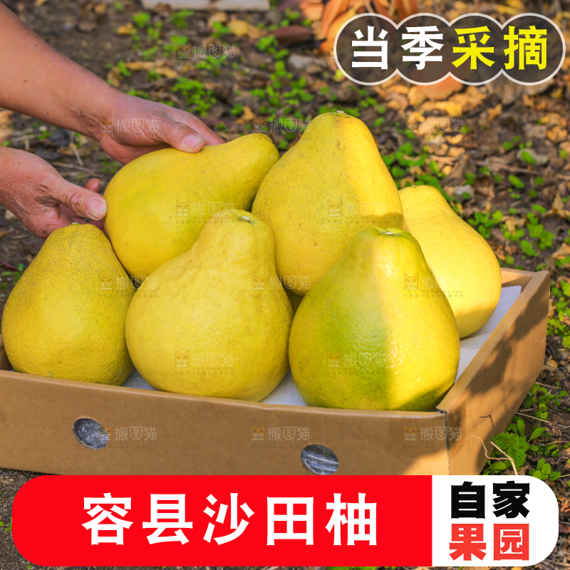 手里拿着沙田柚