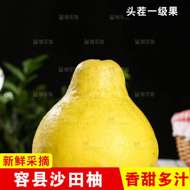 浅底上的沙田柚
