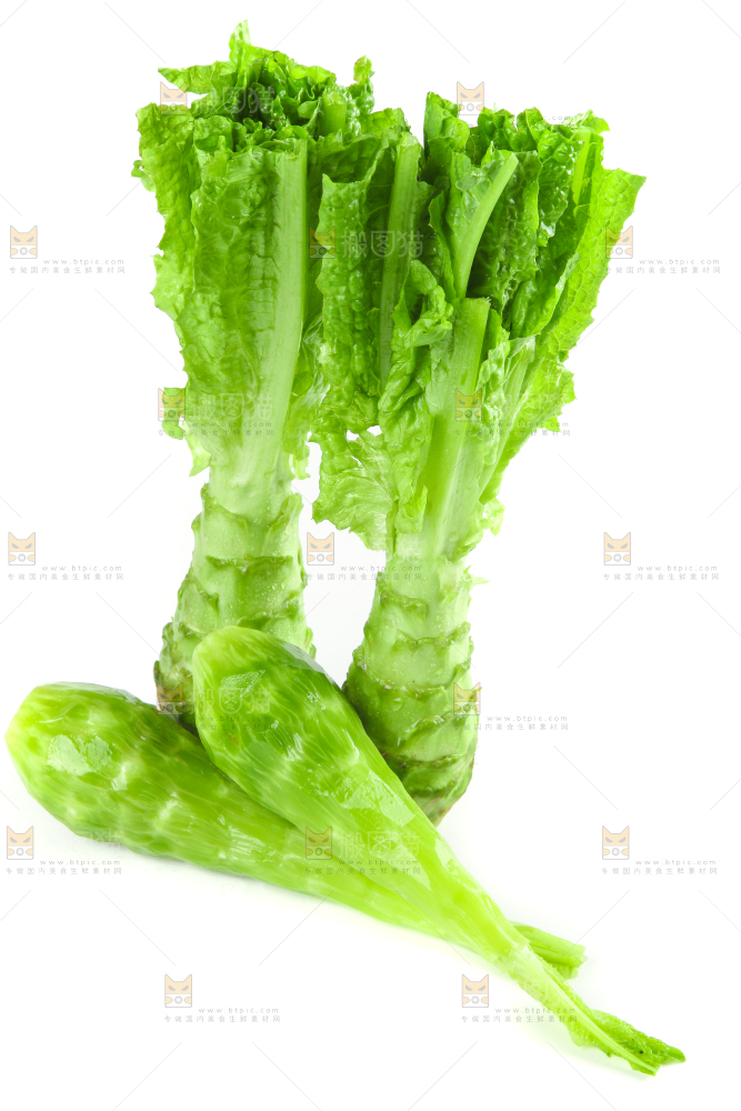 白底上的新鲜莴笋