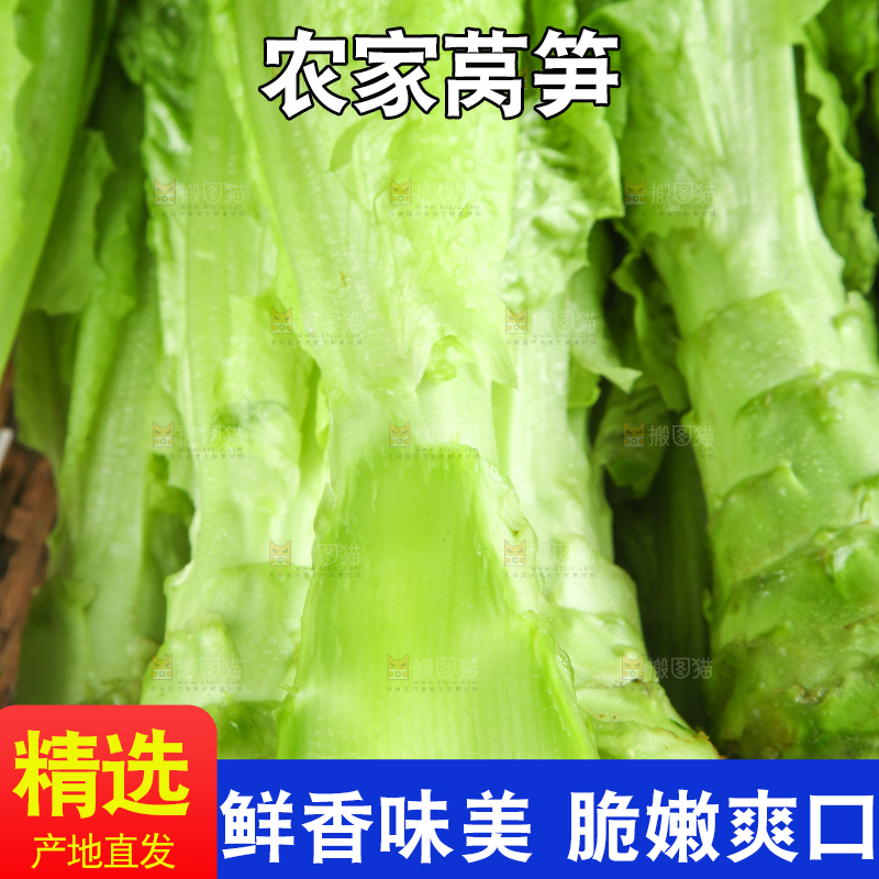 白底上的新鲜莴笋