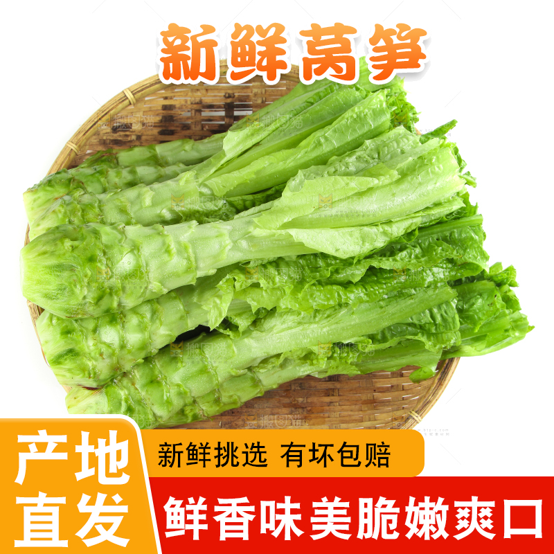 白底上的新鲜莴笋