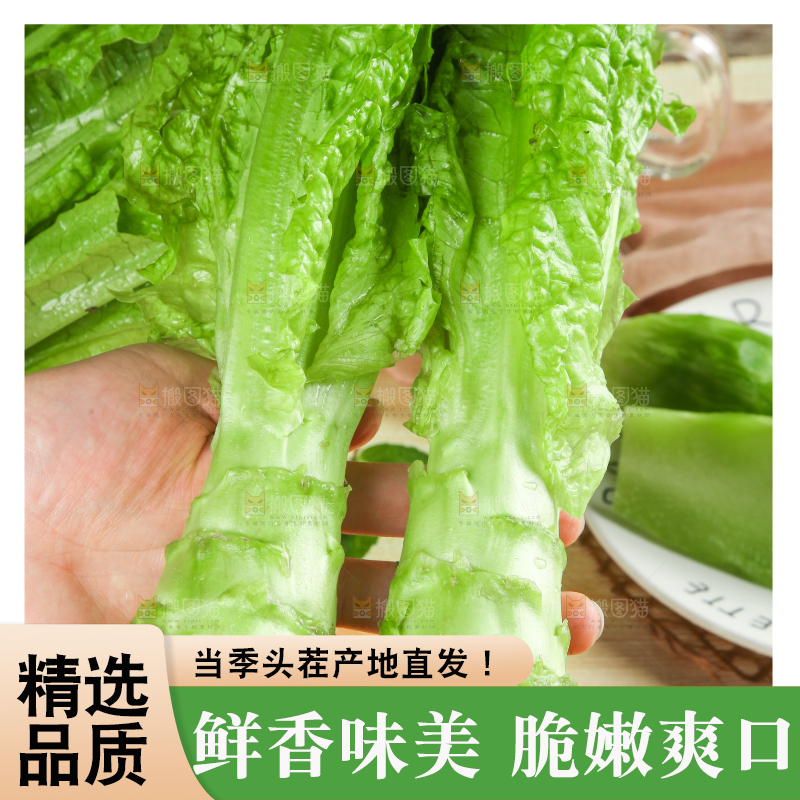 浅底上的莴笋