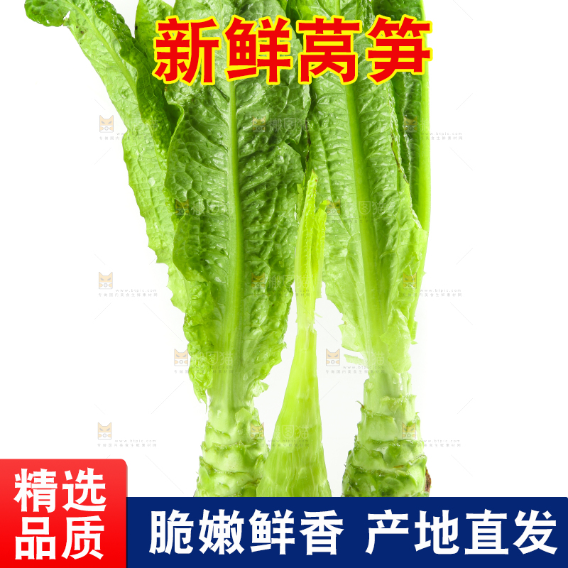 白底上的新鲜莴笋