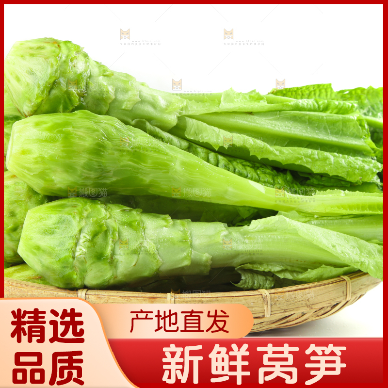 白底上的新鲜莴笋