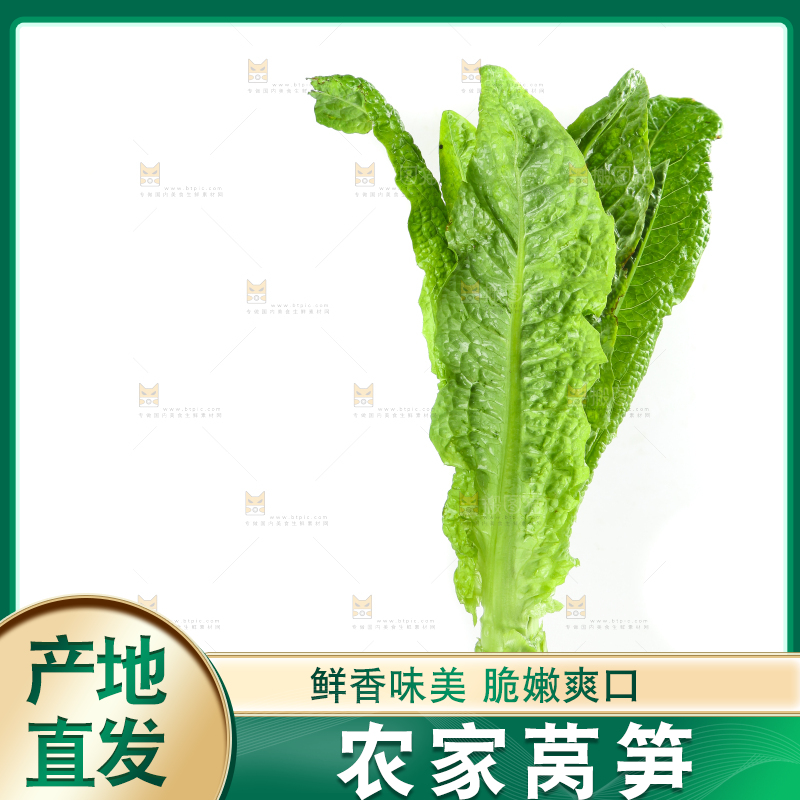 白底上的新鲜莴笋