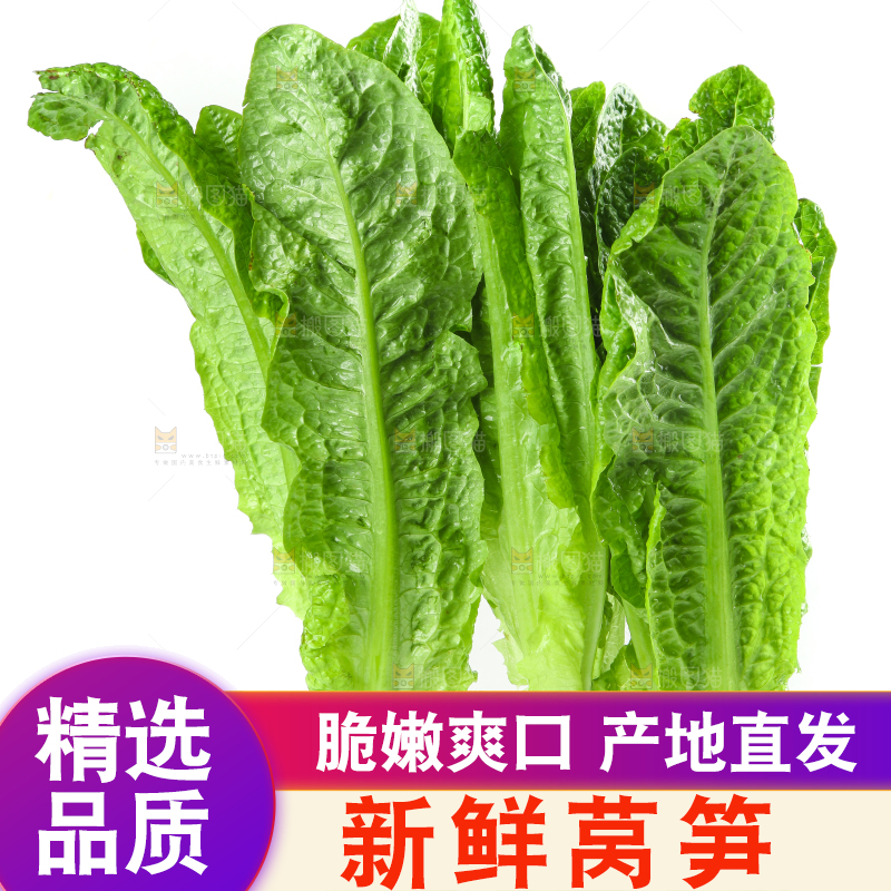 白底上的新鲜莴笋