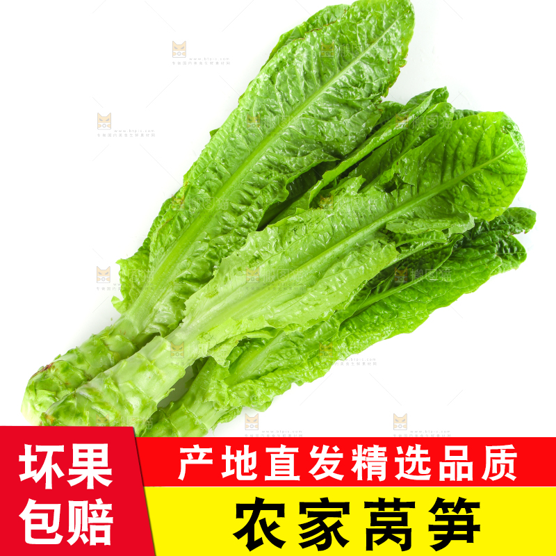 白底上的新鲜莴笋