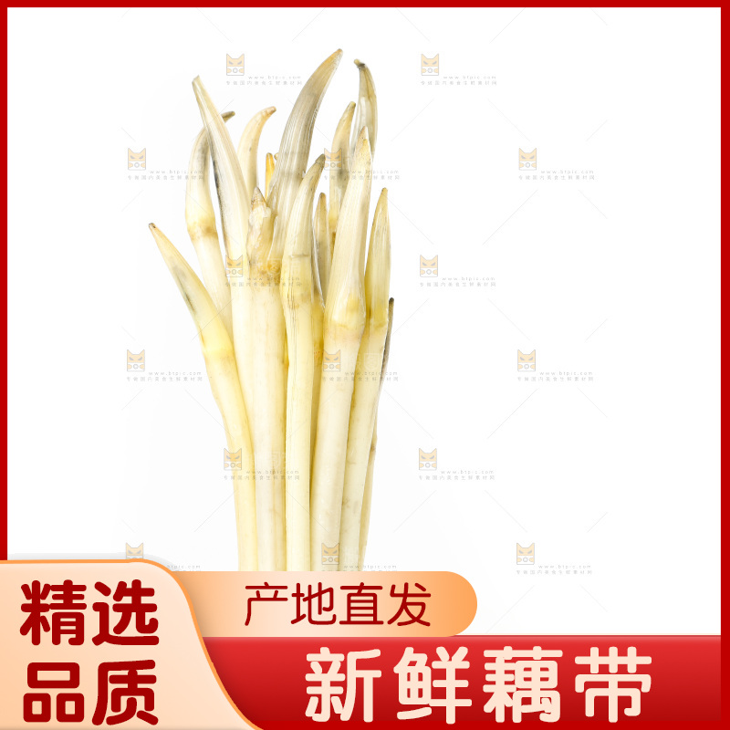 白底上的新鲜藕带