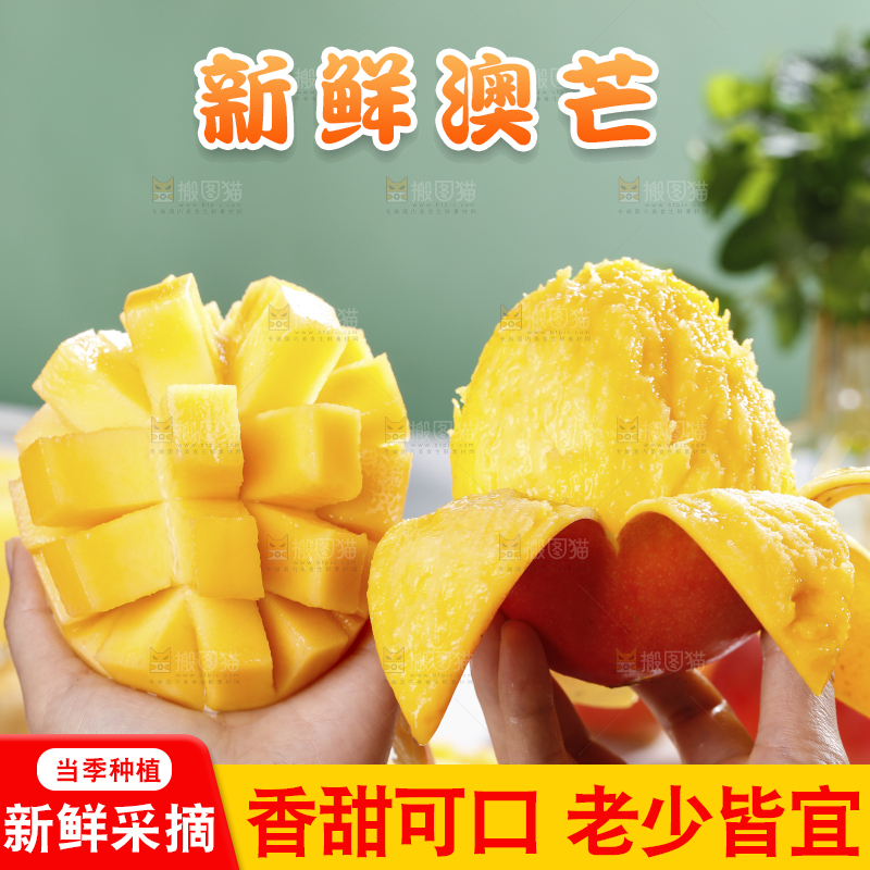 浅底上的澳芒