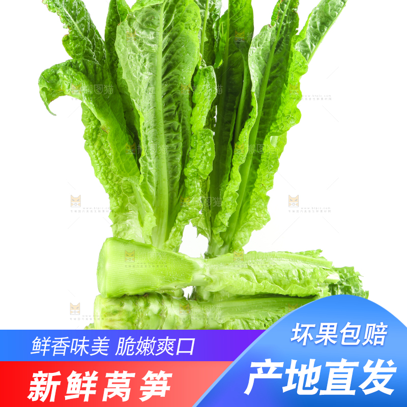 白底上的新鲜莴笋