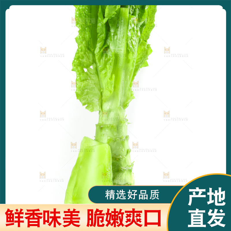 白底上的新鲜莴笋