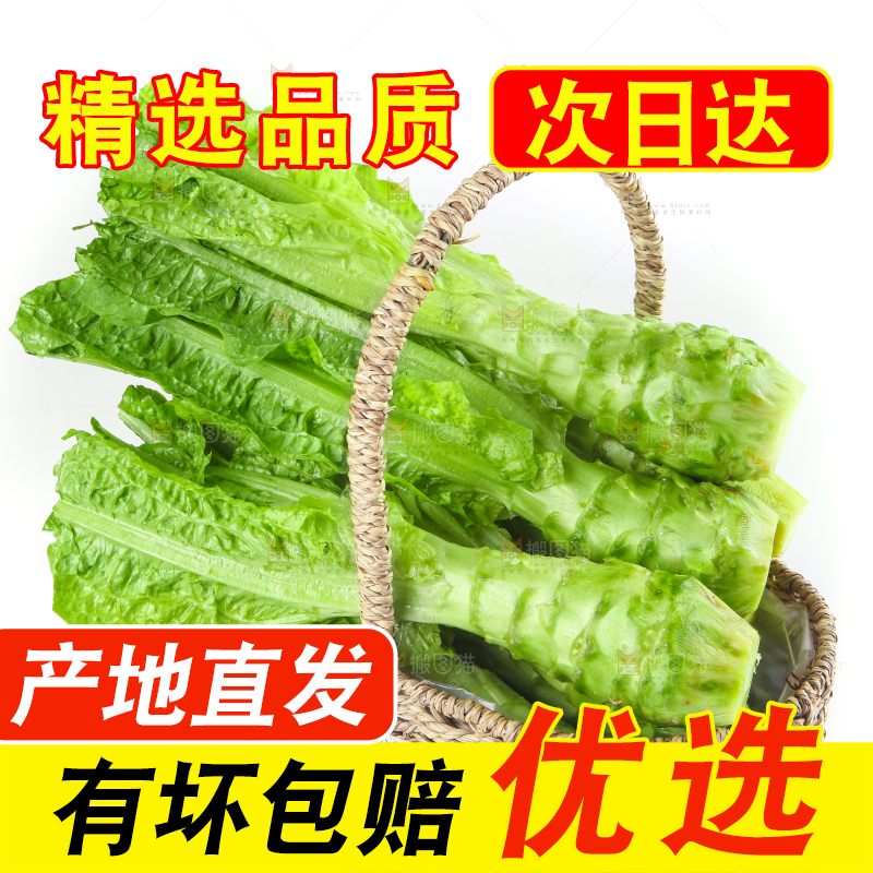 白底上的新鲜莴笋