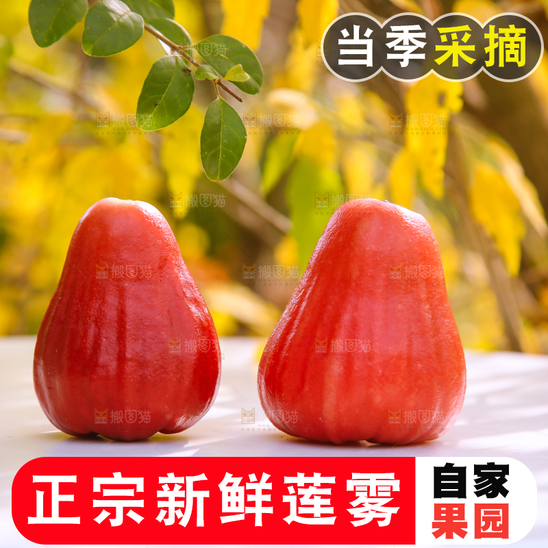 浅底上的莲雾