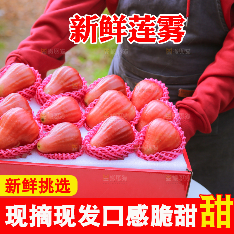 手里拿着黑金刚莲雾