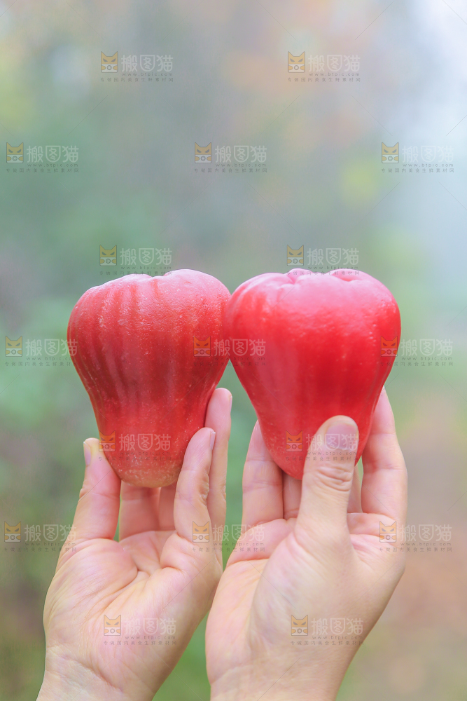 手里拿着黑金刚莲雾