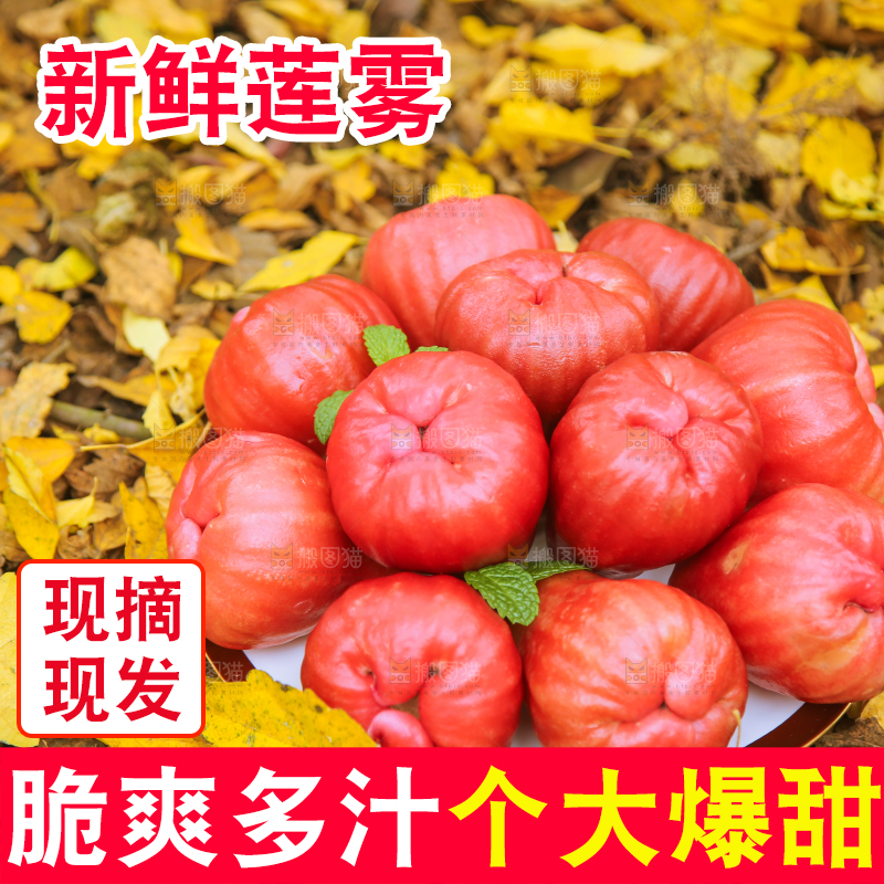 浅底上的莲雾