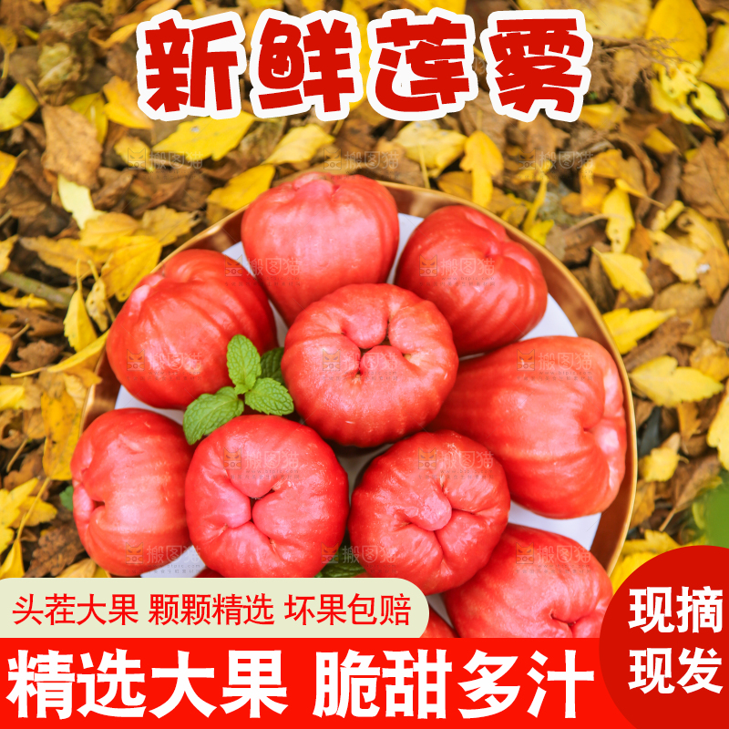 浅底上的莲雾