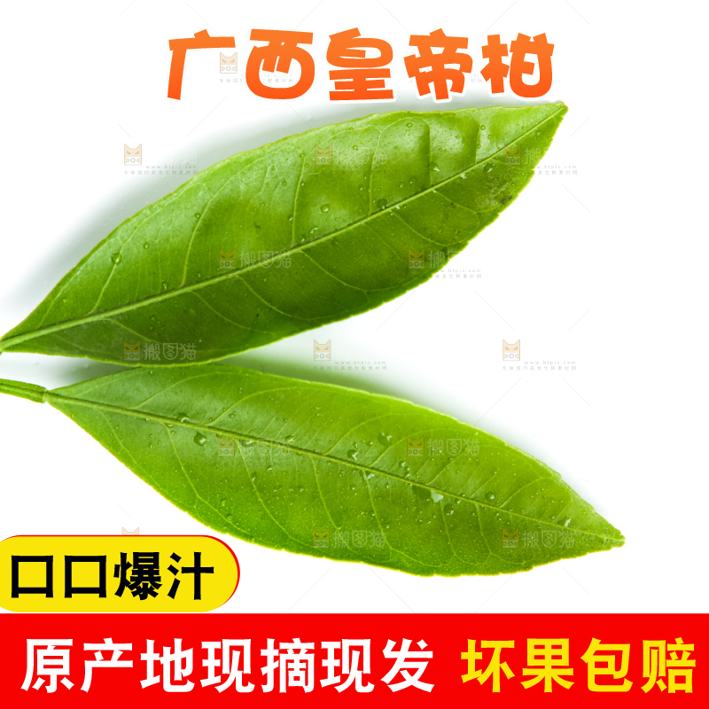 白底上的皇帝柑