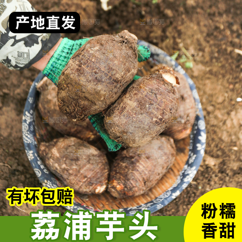 手里拿着荔浦芋头