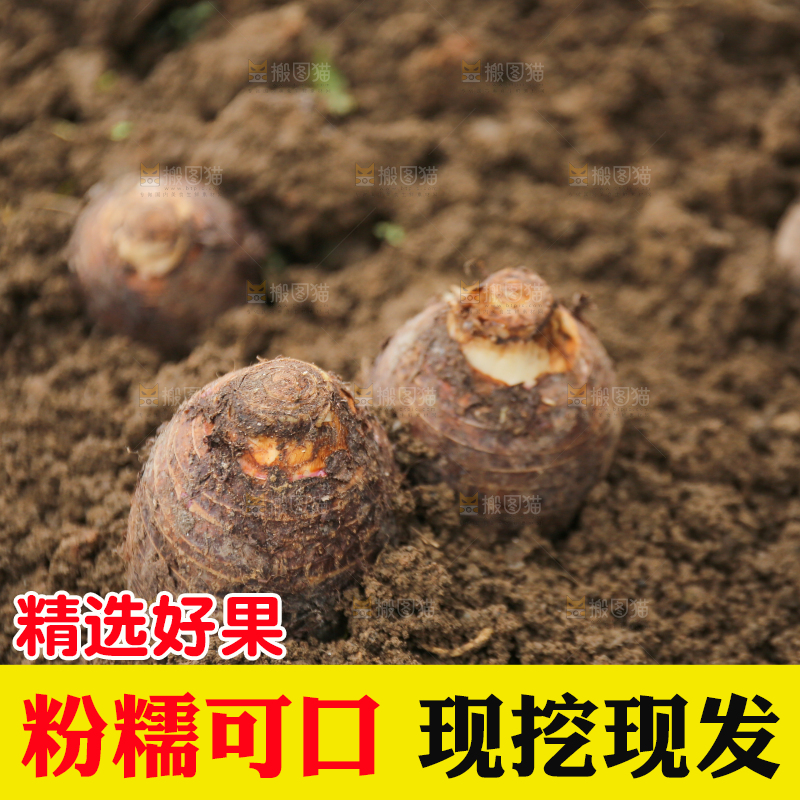 地里的荔浦芋头