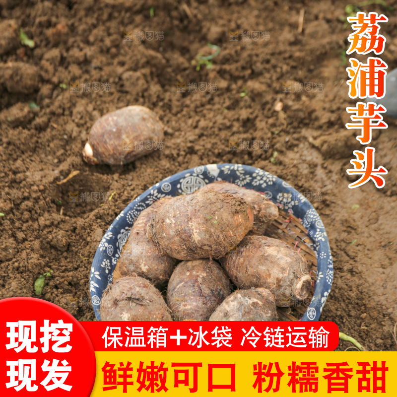 地里的荔浦芋头