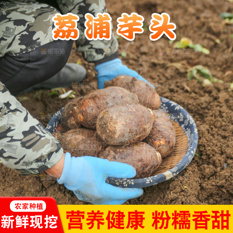 手里拿着荔浦芋头