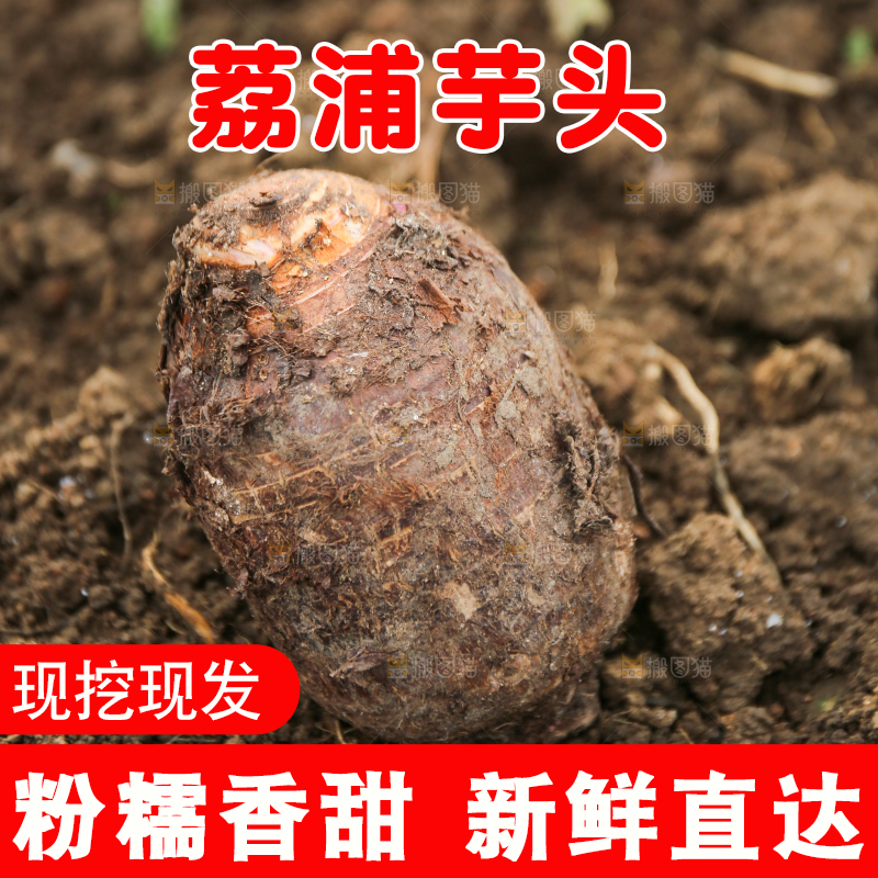地里的荔浦芋头