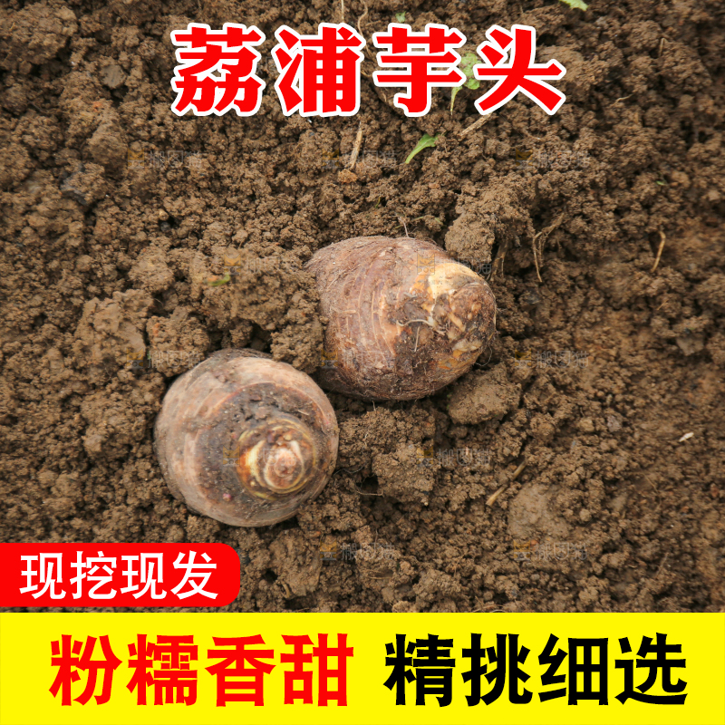 地里的荔浦芋头