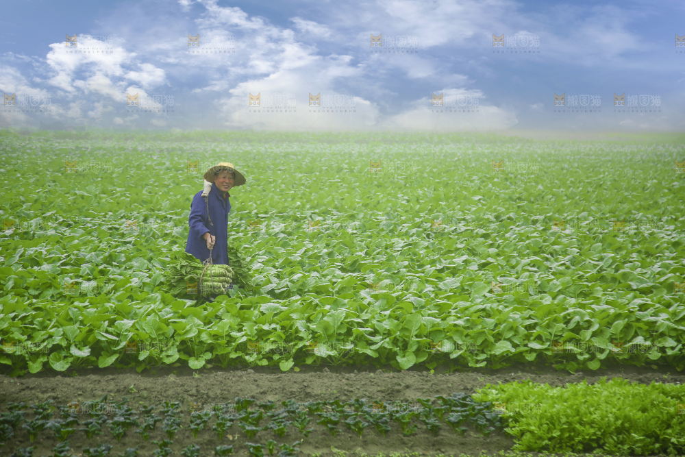农民挑着现摘莴笋