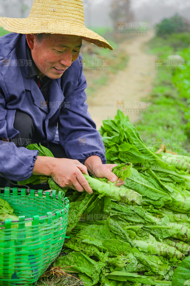 手里拿着新鲜莴笋
