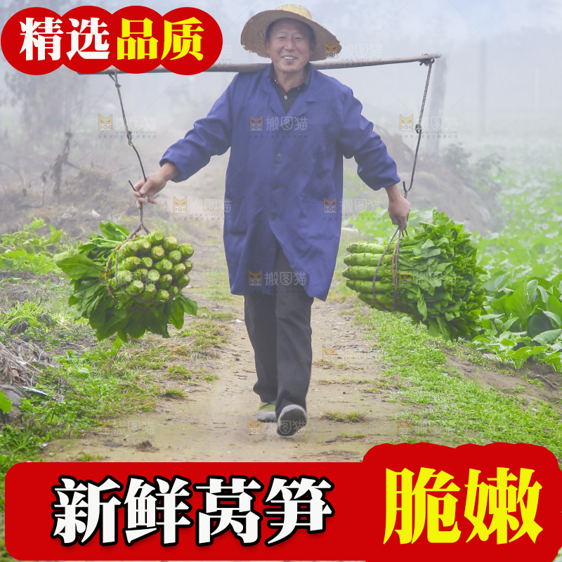 农民挑着现摘莴笋