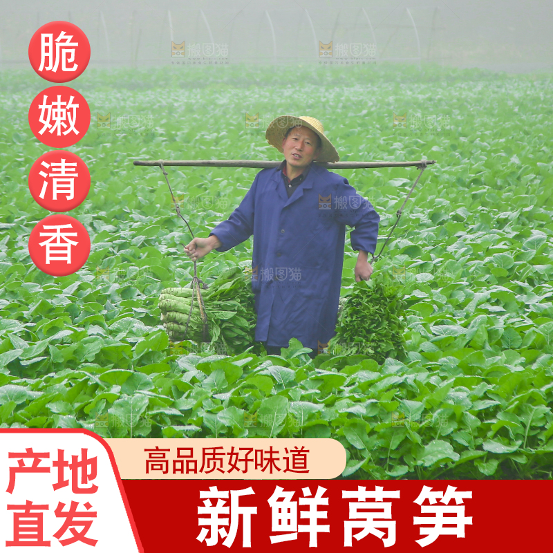农民挑着现摘莴笋