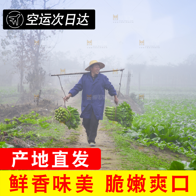 农民挑着现摘莴笋