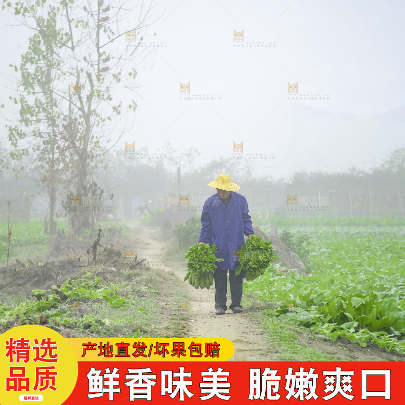 手里拿着新鲜莴笋