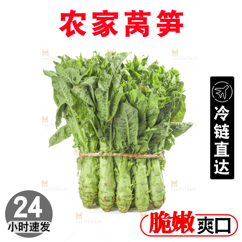 白底上的新鲜莴笋