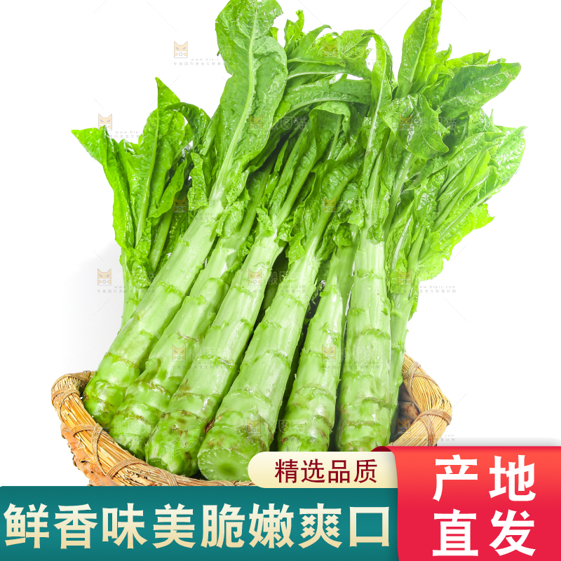 白底上的新鲜莴笋